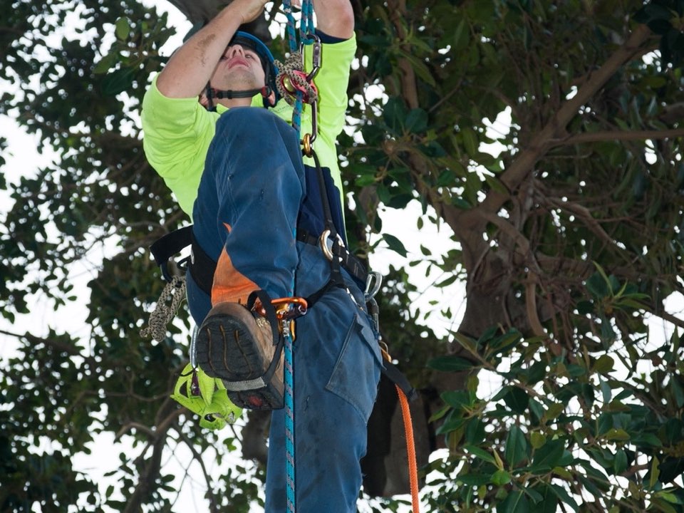 Qualified arborist working in a mature tree during a property survey in East Sussex